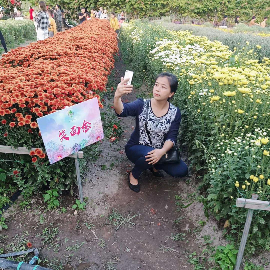 杨兰