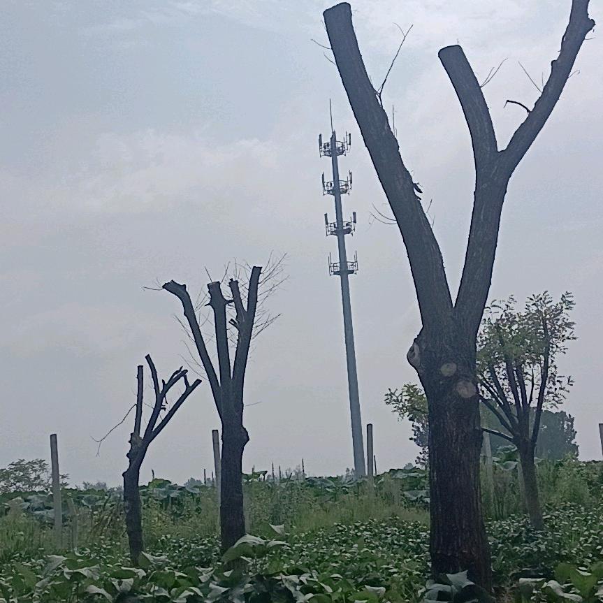 清水淡茶