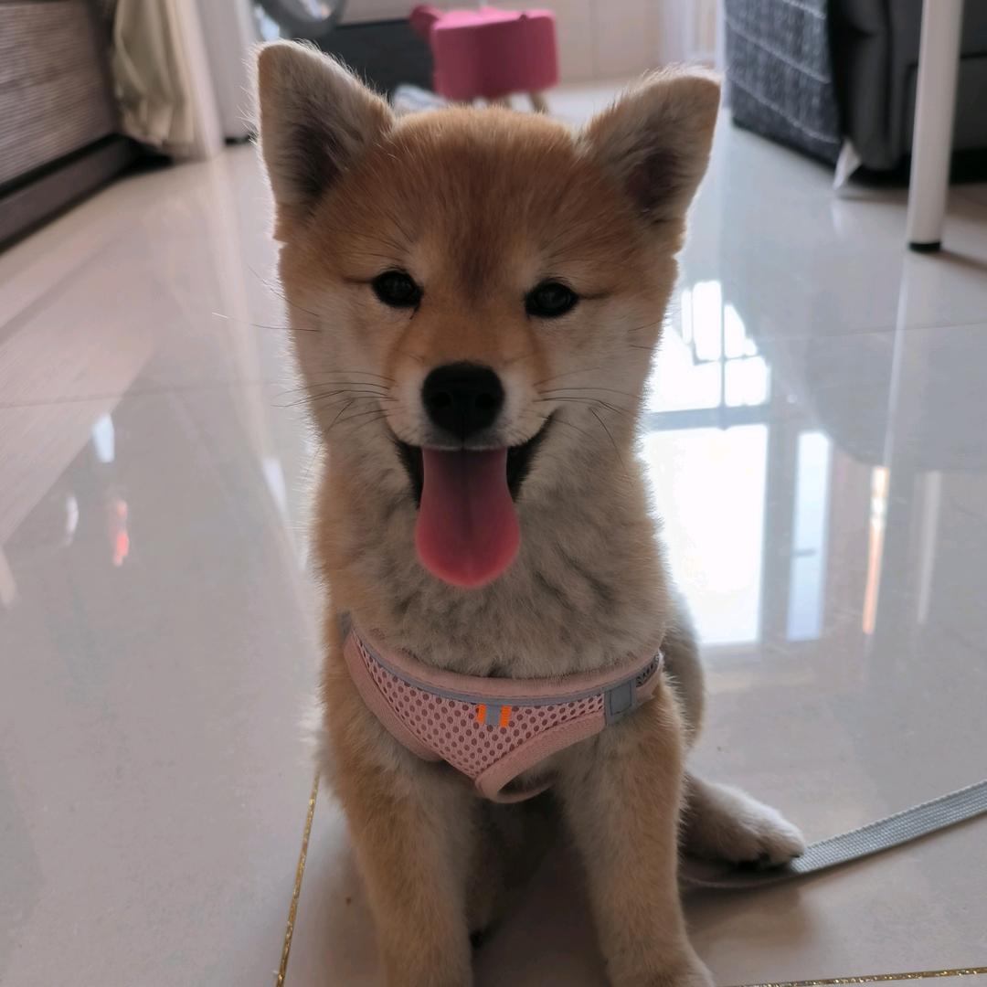 豆柴可可
