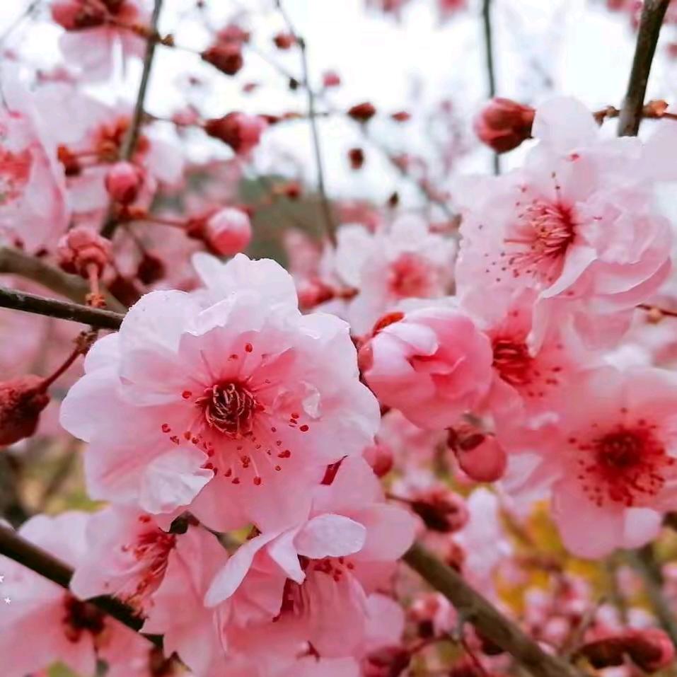 月梅姐