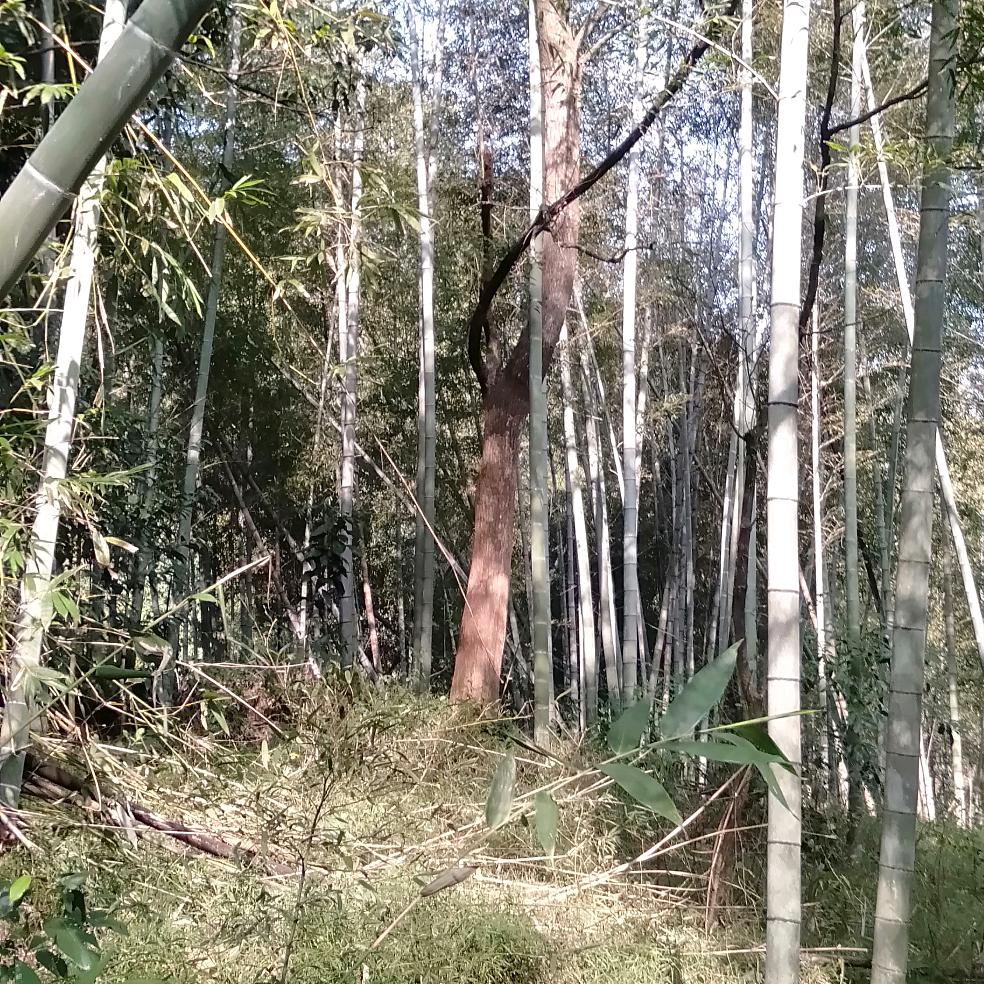 人生须自渡
