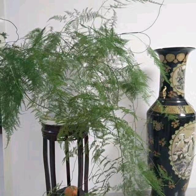 倚栏听风