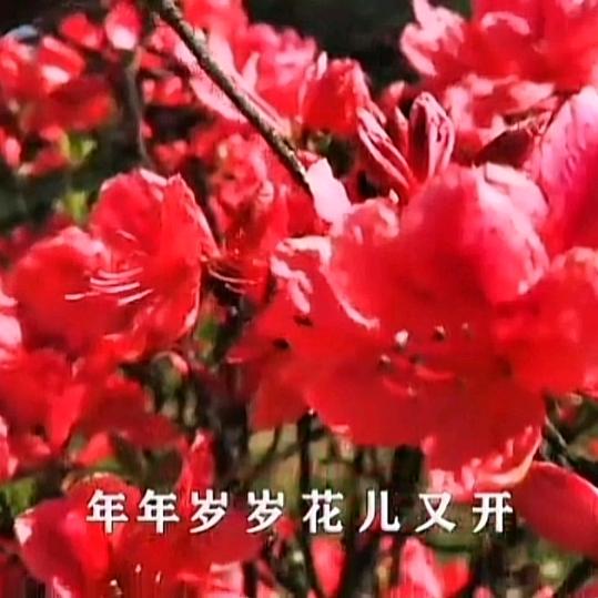 映日红花