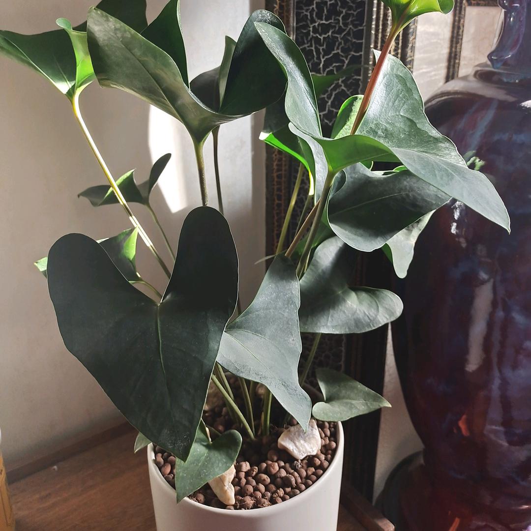 家和万事兴🌹