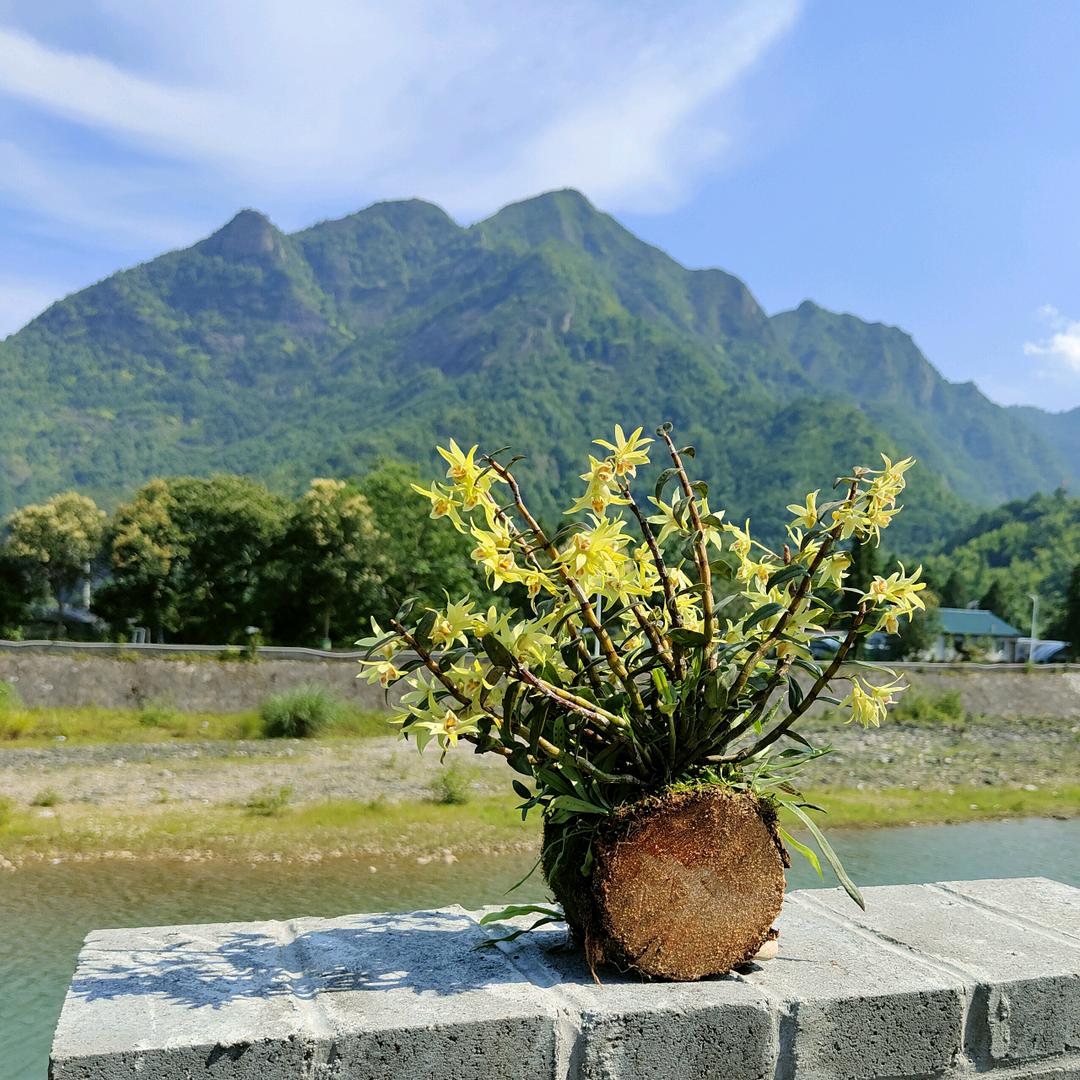 斛聚堂铁皮石斛种植基地