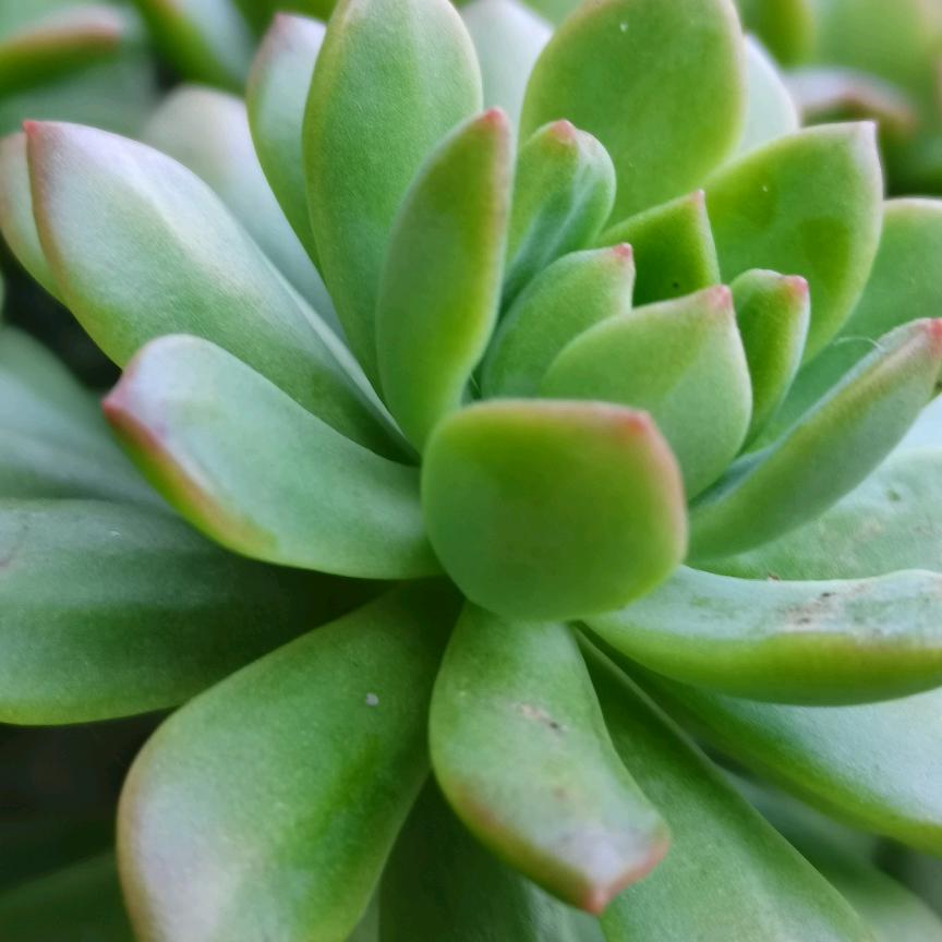 单小果🍀