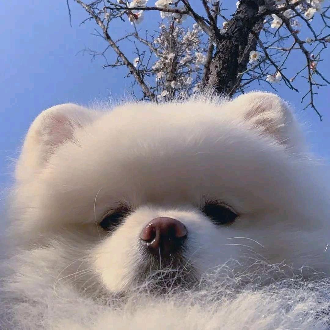 果粒陈。
