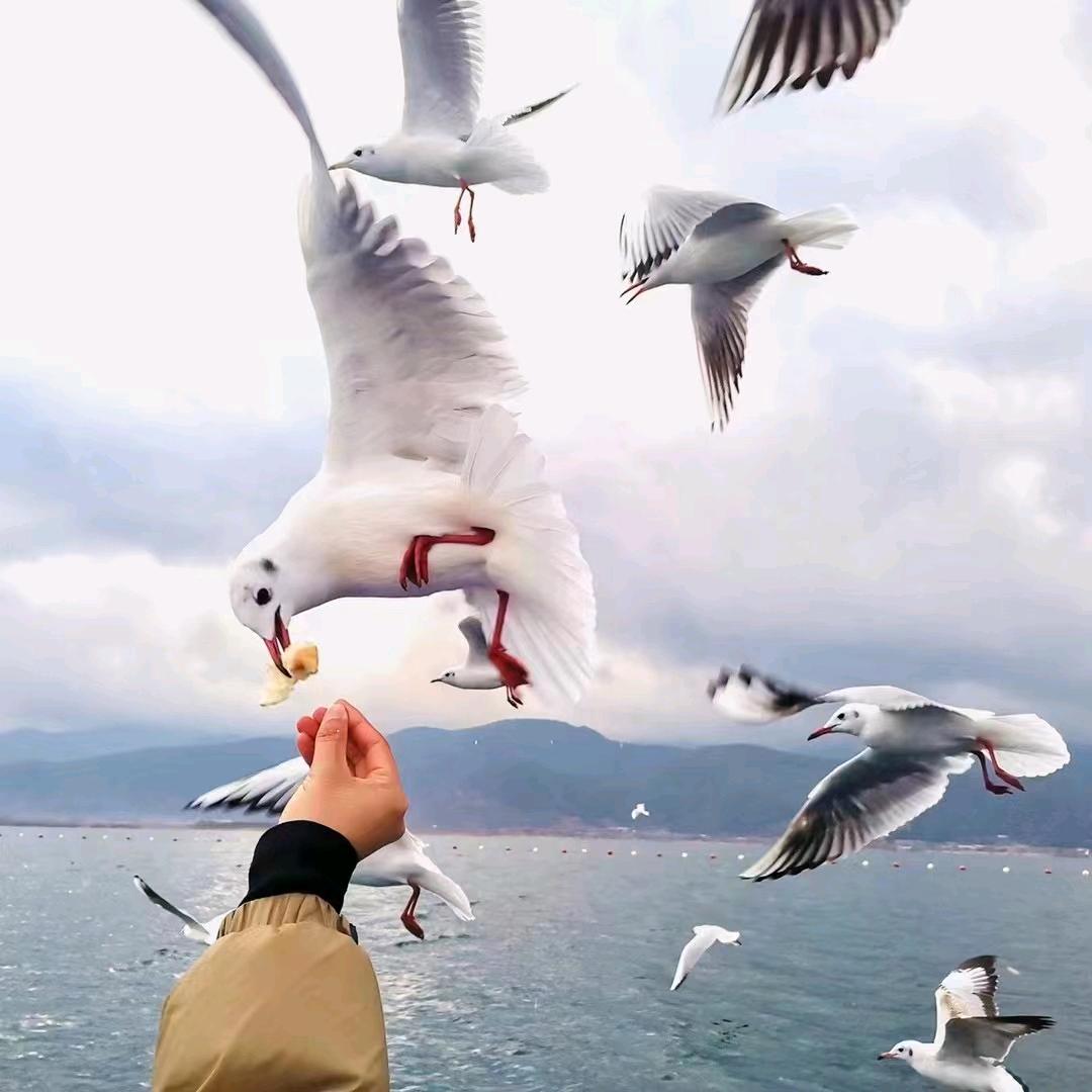 小马七次郎