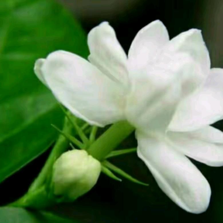 花开富贵💃💃