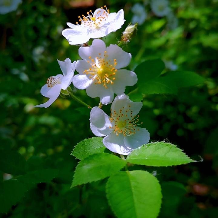 💞꧁梦醒心已碎꧂💞