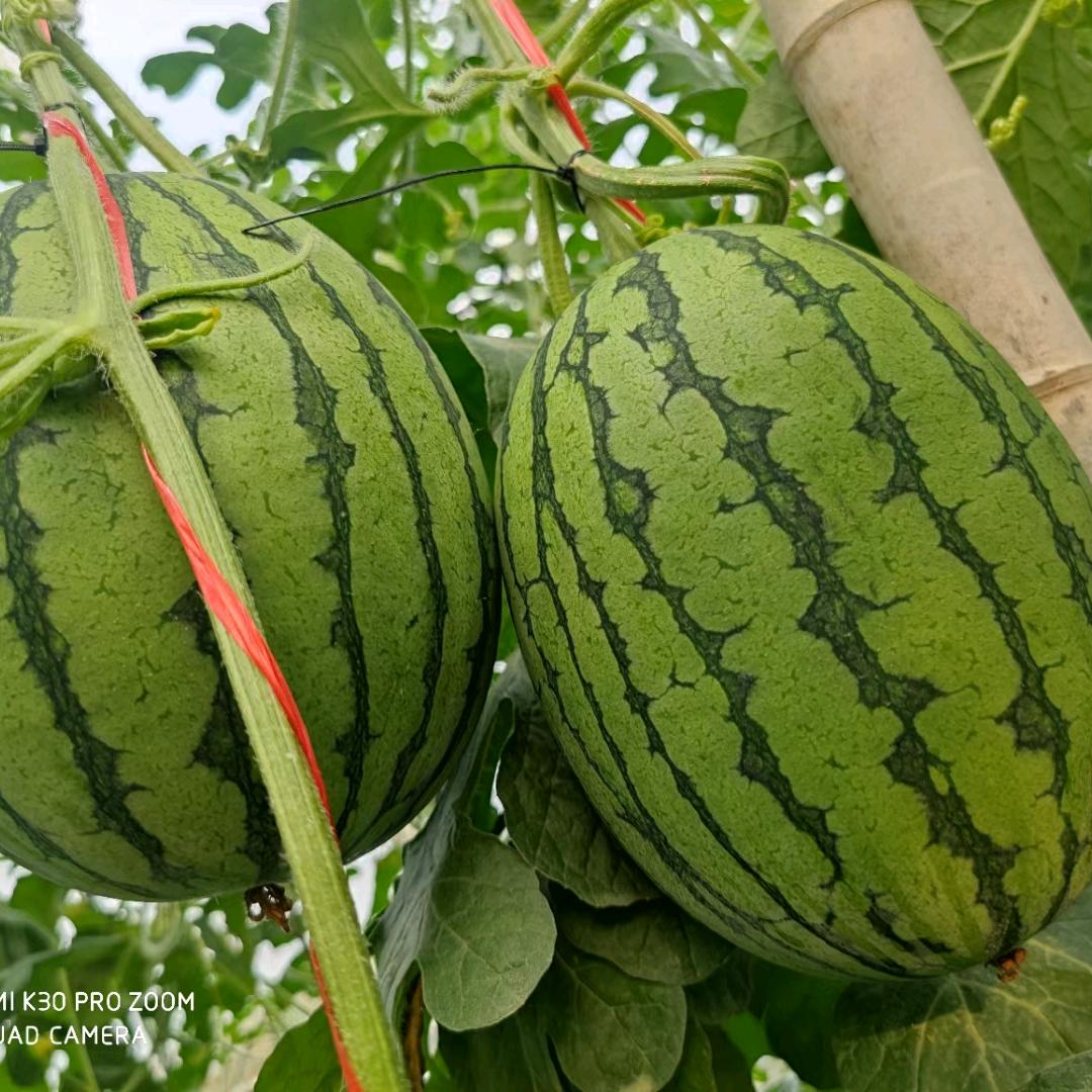 大成果业全国各地代发代收/李