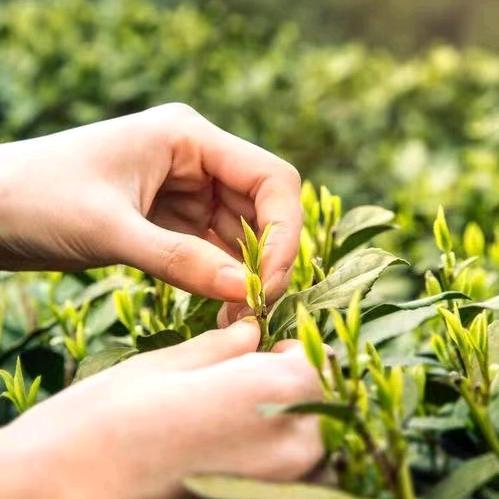 小甘家手工茶