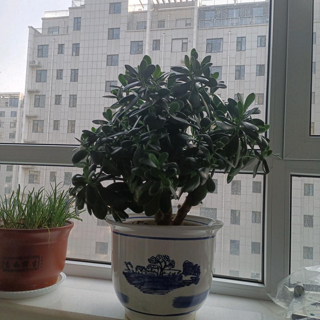 开心的玩
