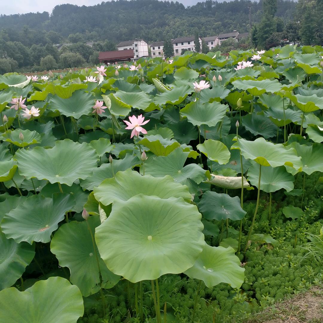 梦雨星辰
