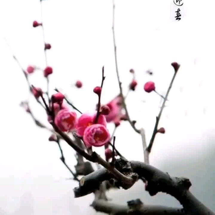 独自开