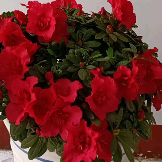 🌾草❤️儿👭