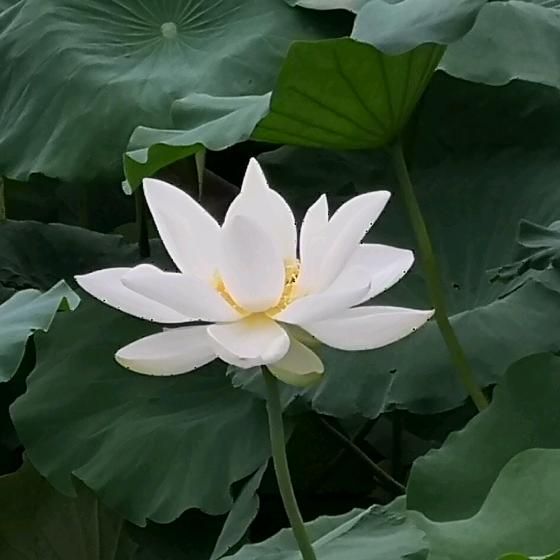 阳光下的忧郁