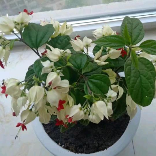 风雨彩虹