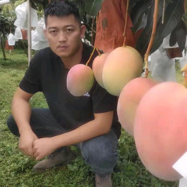 罗银杰（新县城一星芒果）