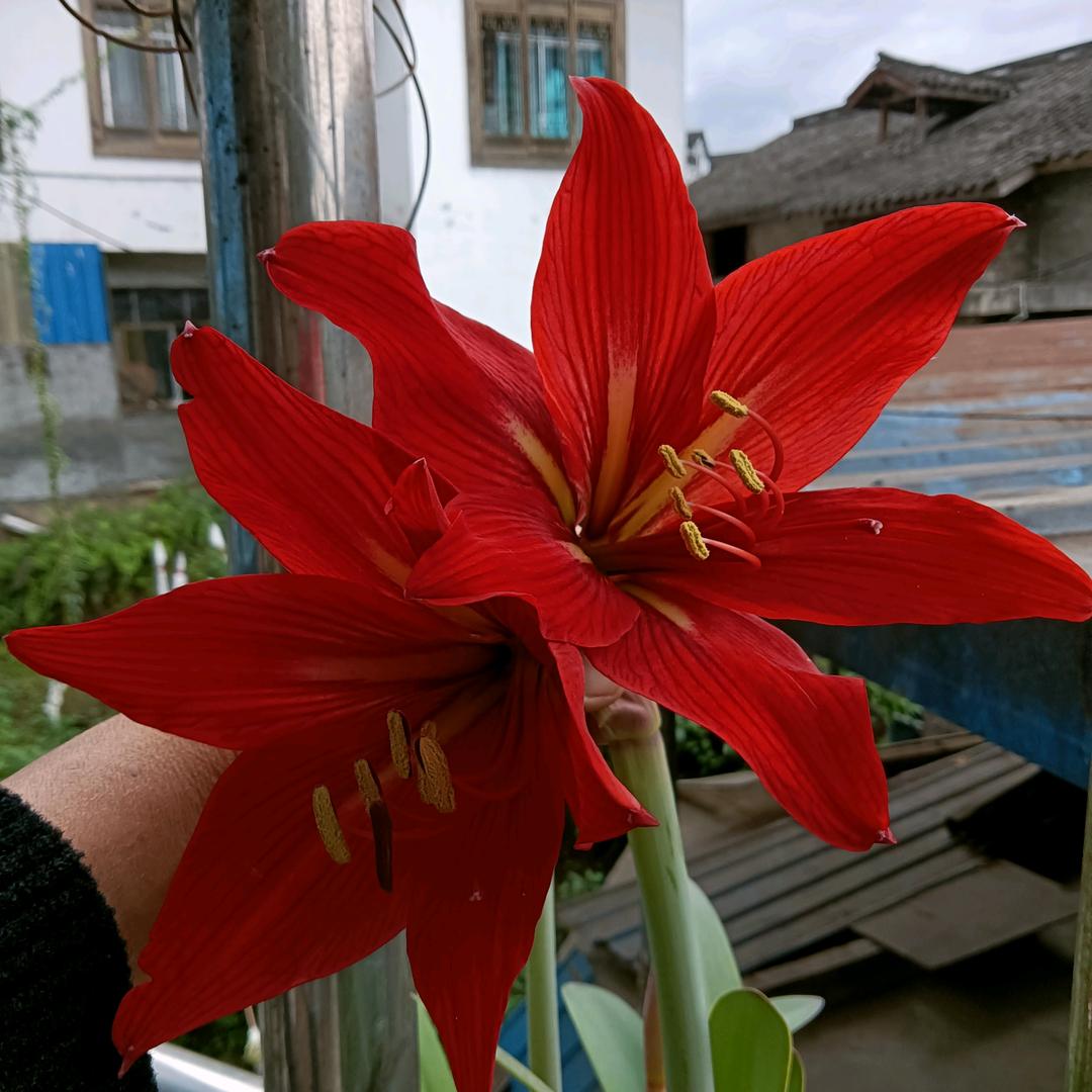 健康平安