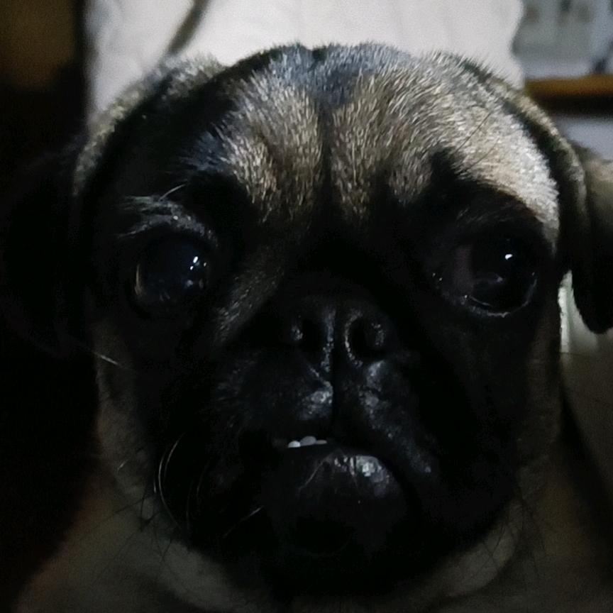 吊面臭狗