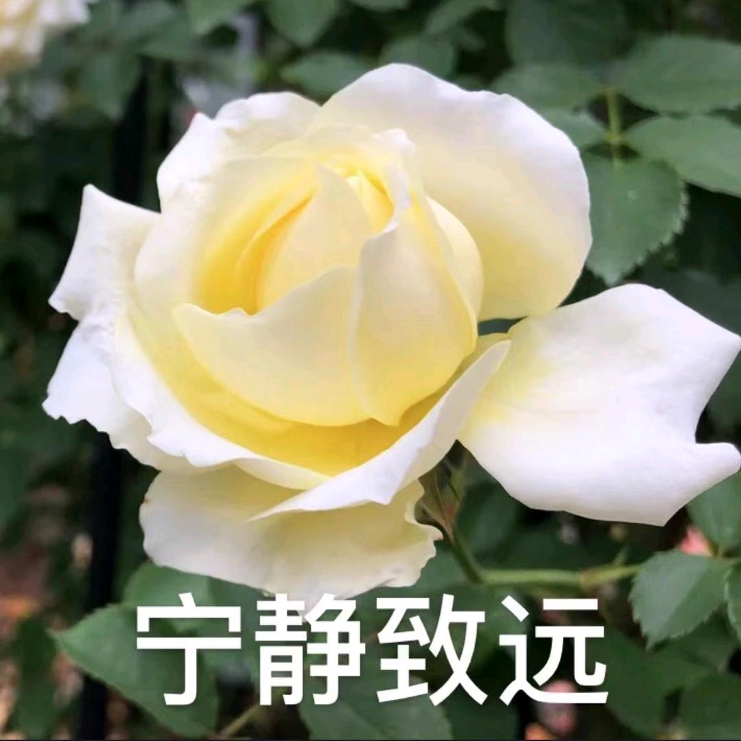 人生如茶