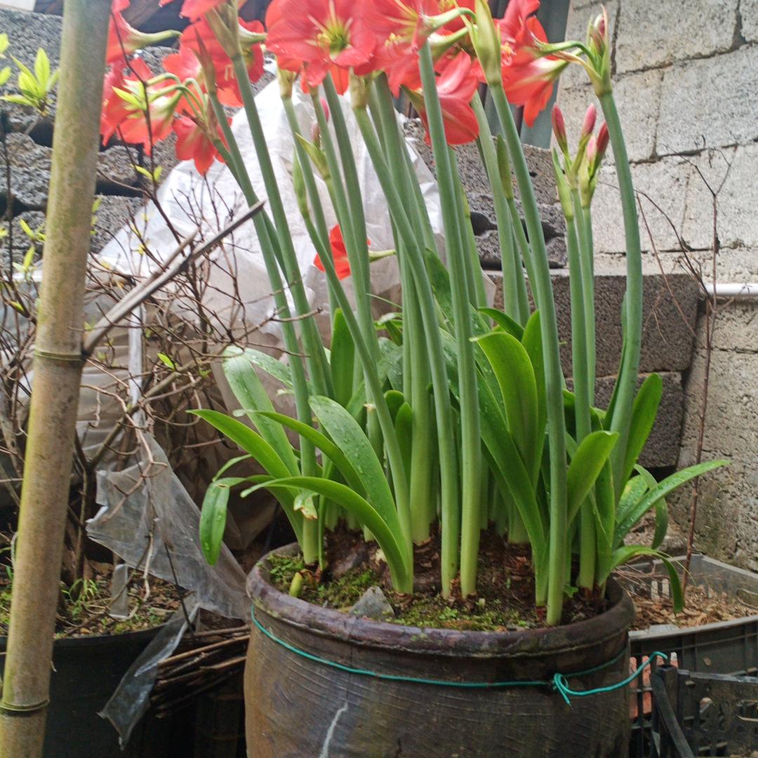 小黄瓜