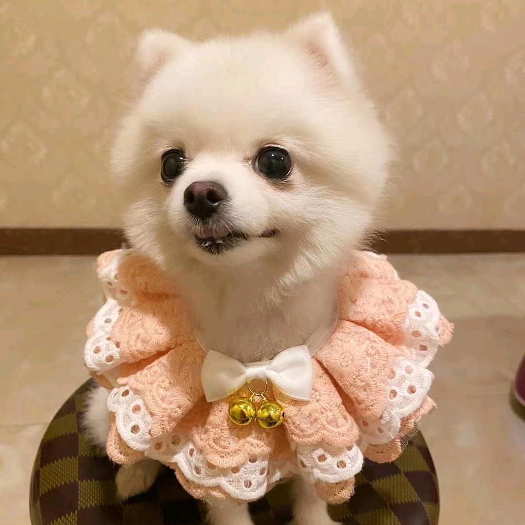 萌宝小公主