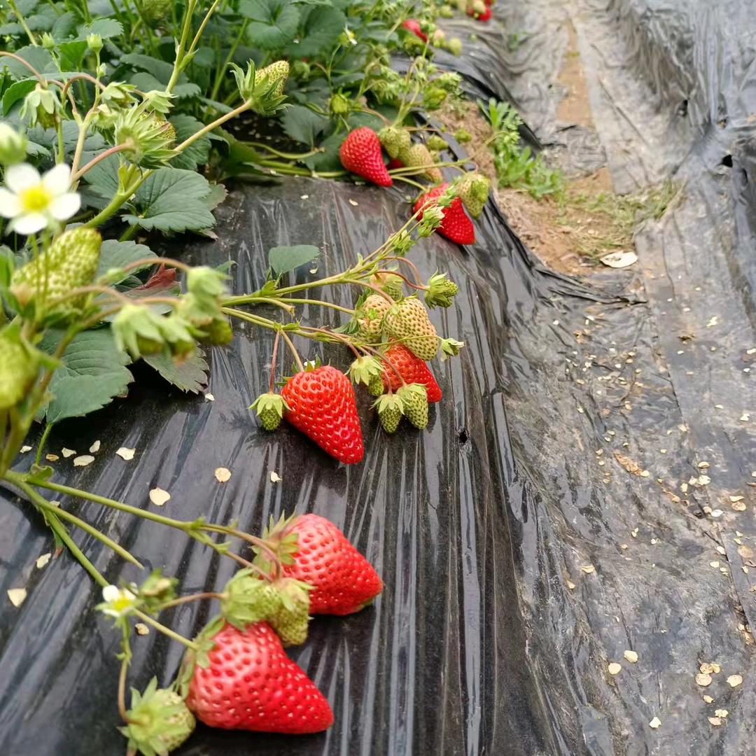 剑阁越丰家庭农场草莓采摘园
