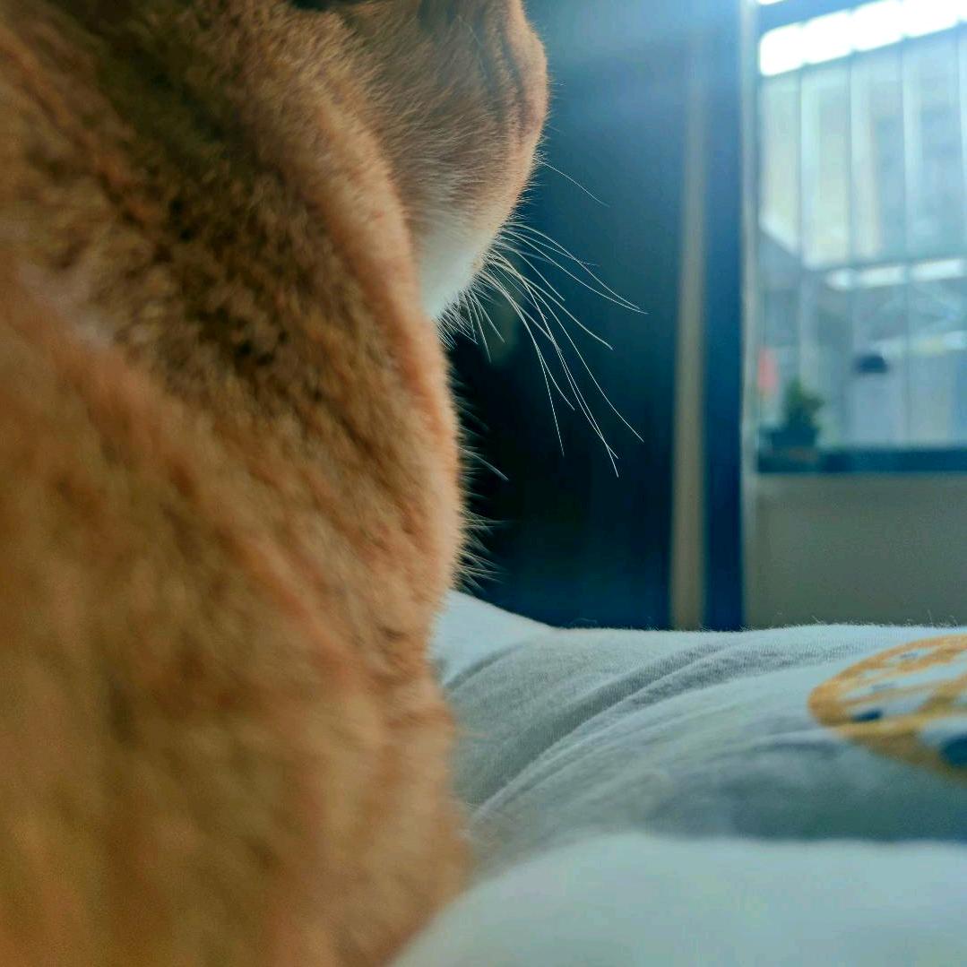 橘子🍊