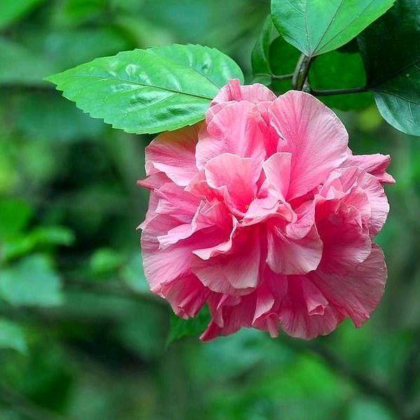 芙蓉