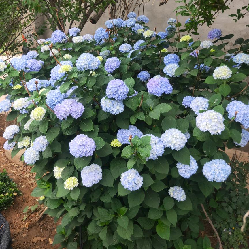 花满居