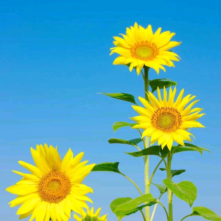 乡巴佬🧚🏿‍♂️