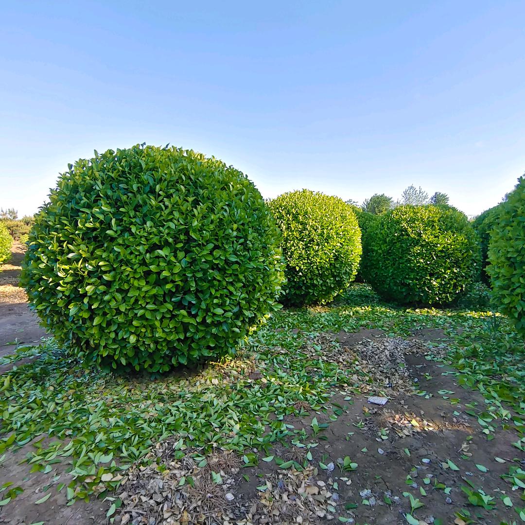 大兴庄球体苗圃