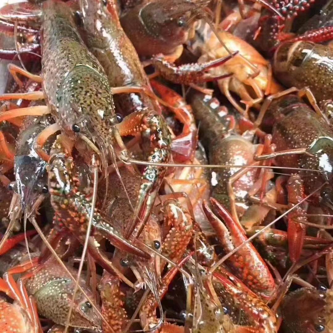 恒阳精品水产行（龙虾螃蟹支持一件代发）