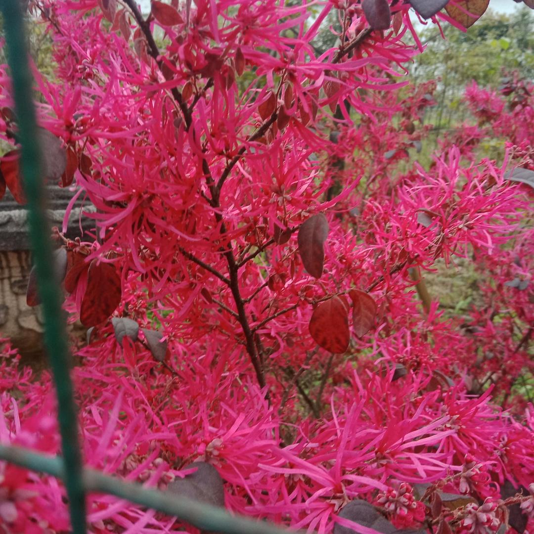 🌸🌸花好月袁༃༆
