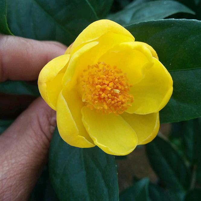 芳芳绿植