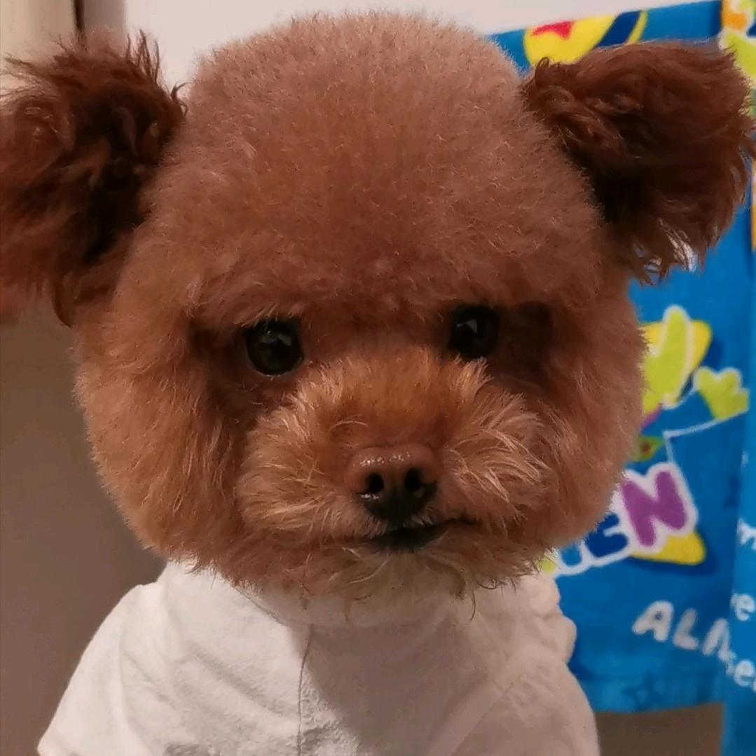 ✨小石头✨