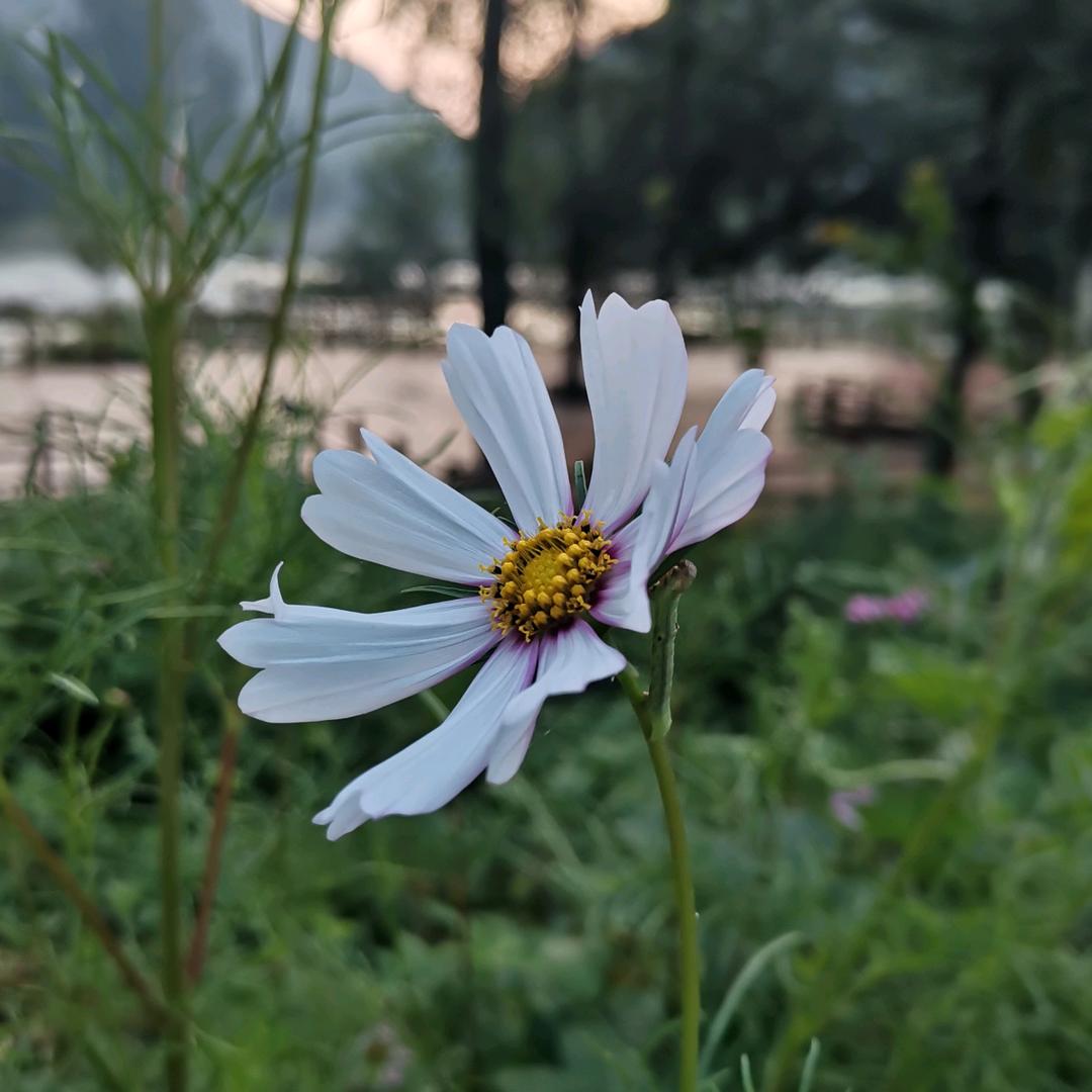 清雅休闲农庄垂钓园