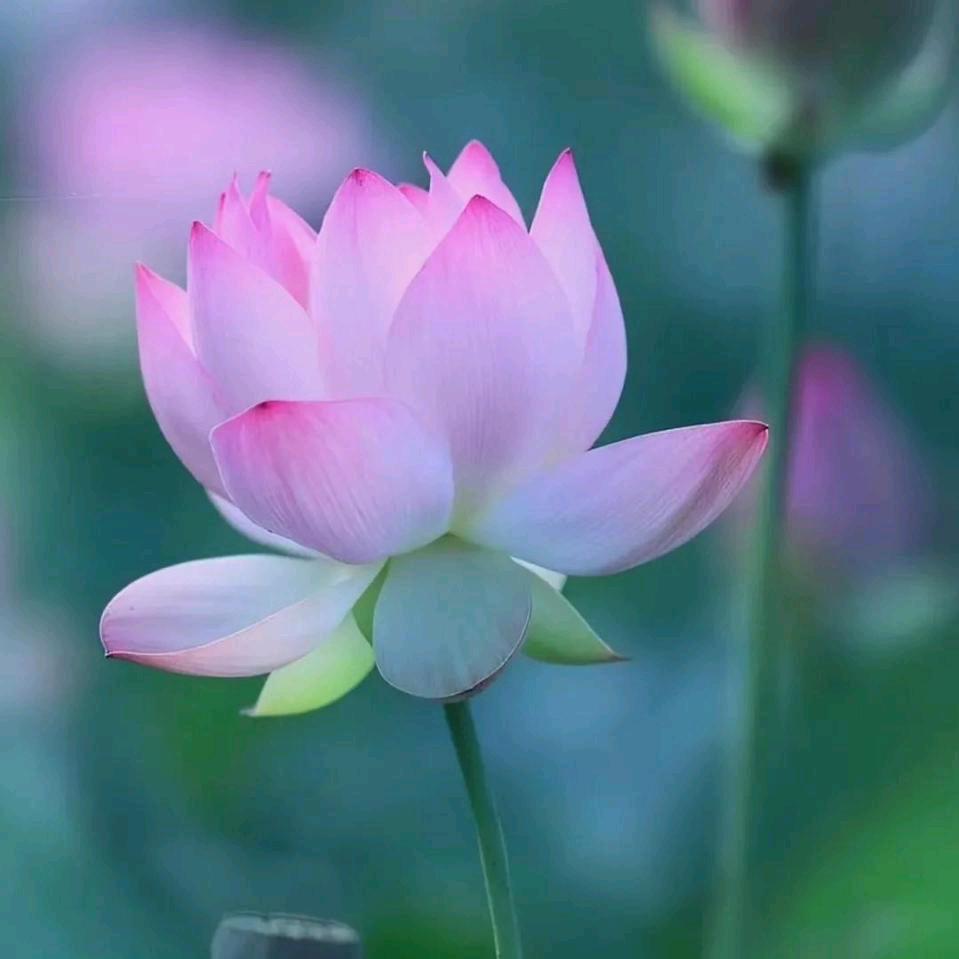 静慧