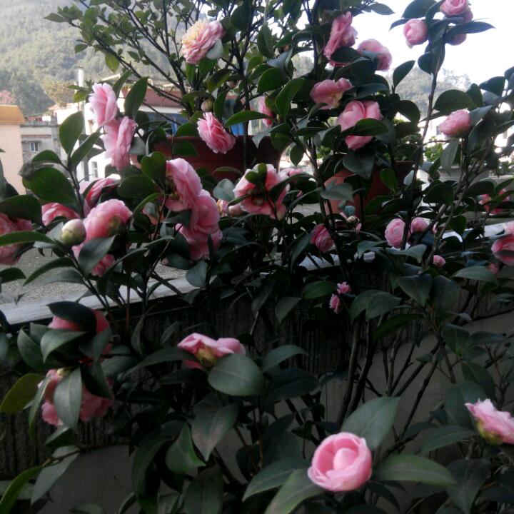 🌟🌟🌟🌟🌟🌟🌟🌟