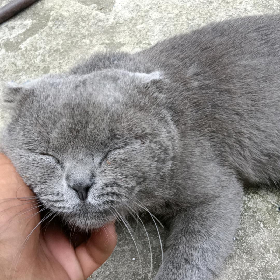 灰座