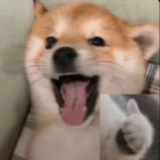 皮皮dogs