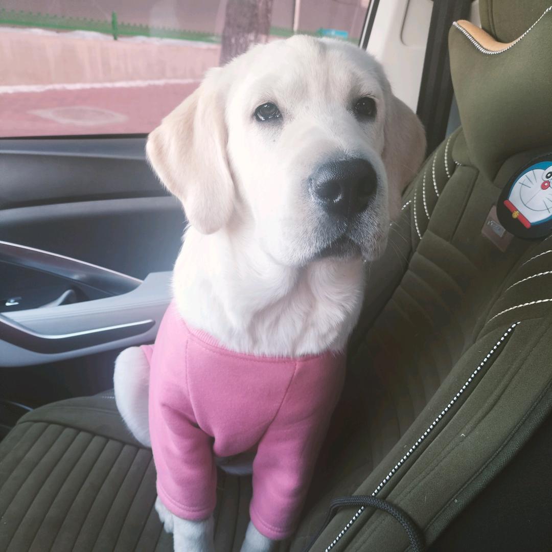 秋天是一只拉布拉多