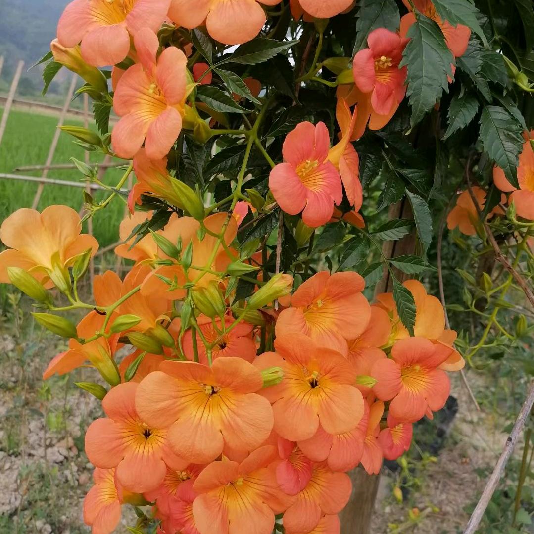 坪秀苗木园