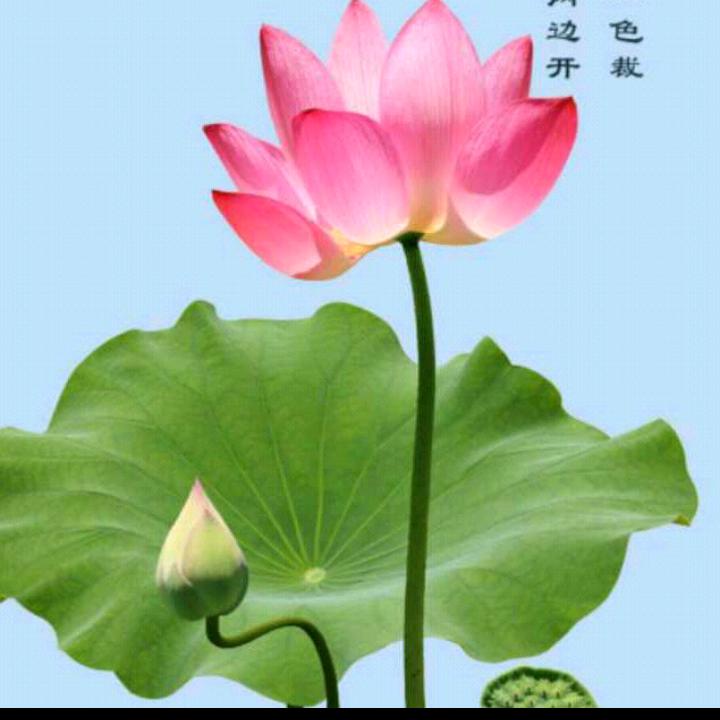 孤雪玲寒