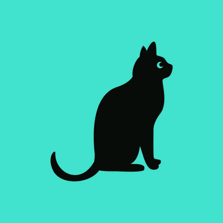 黑猫探探