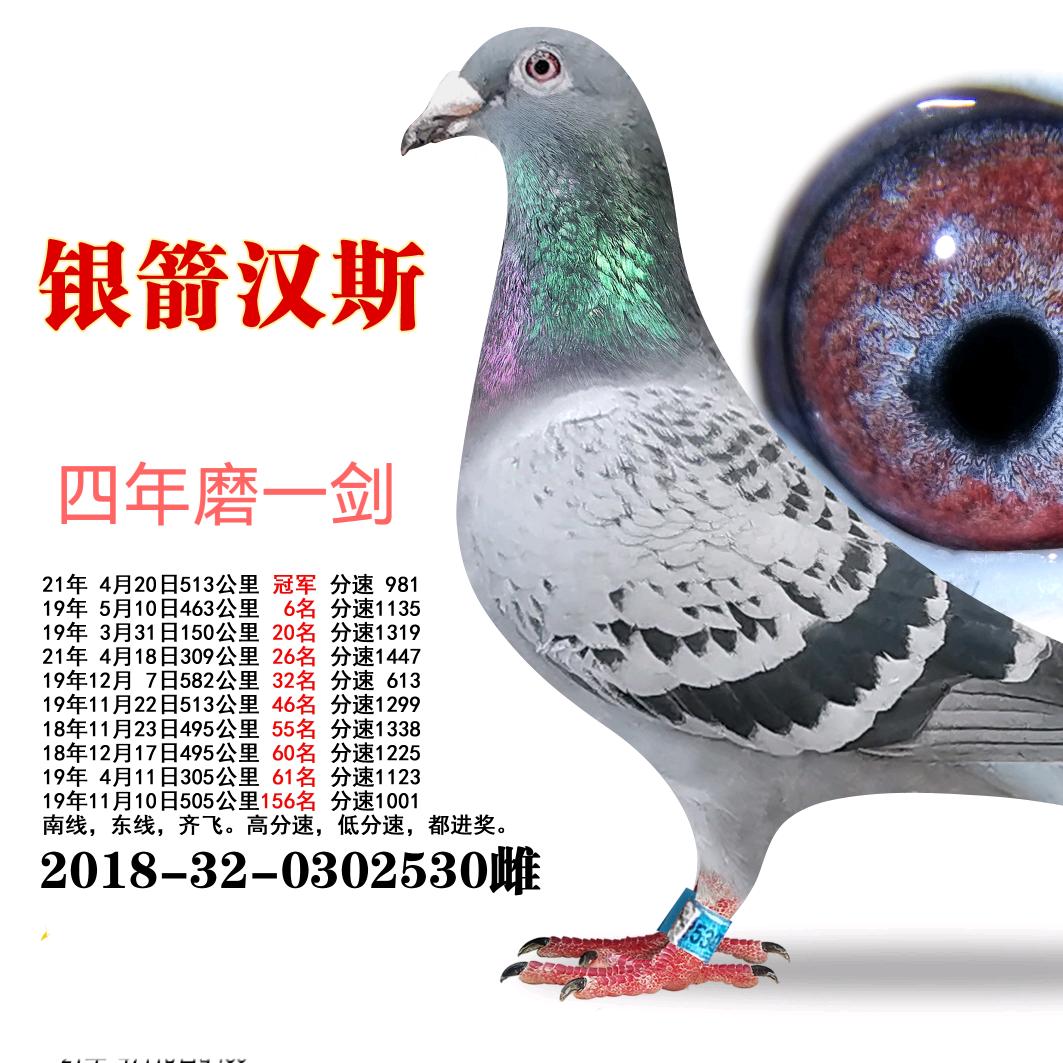 河南银箭赛鸽传媒