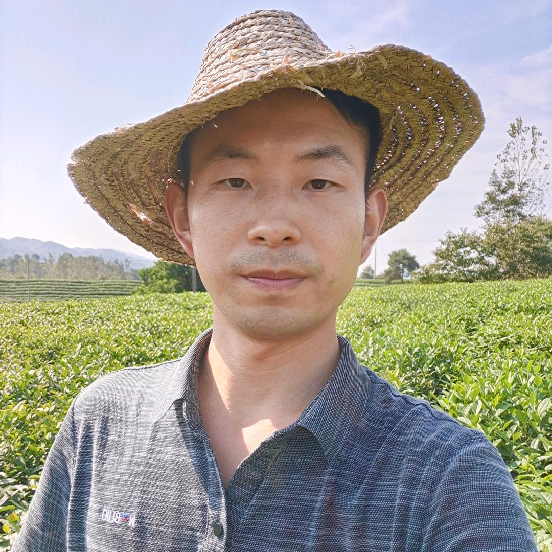 信阳毛尖茶农老梁茶