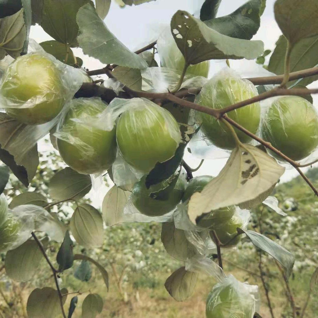 添福果场